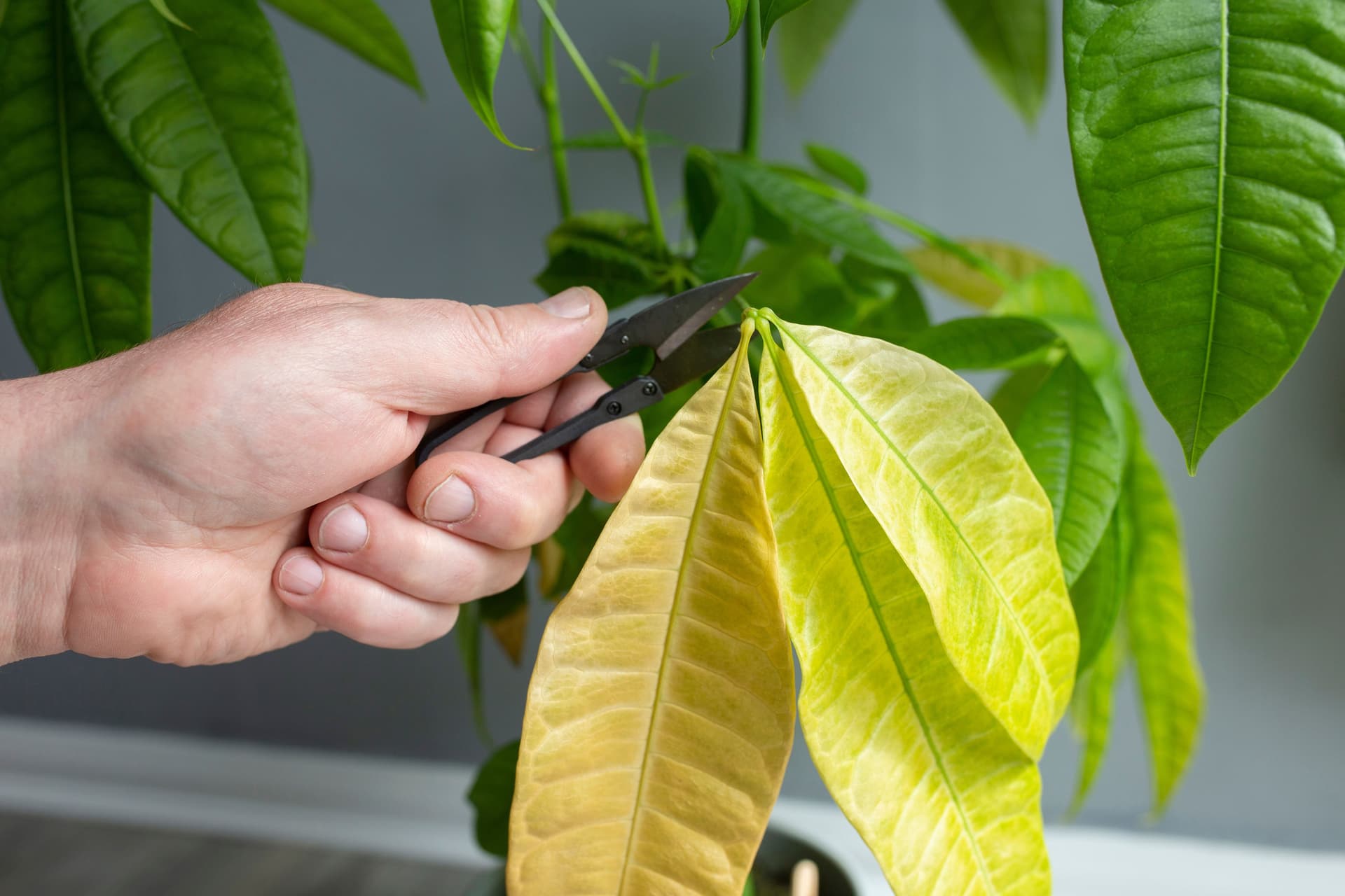 Pachira leaves yellow