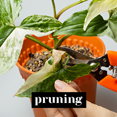pruning