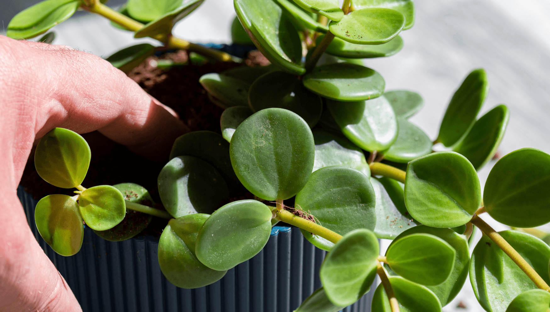 Peperomia hope