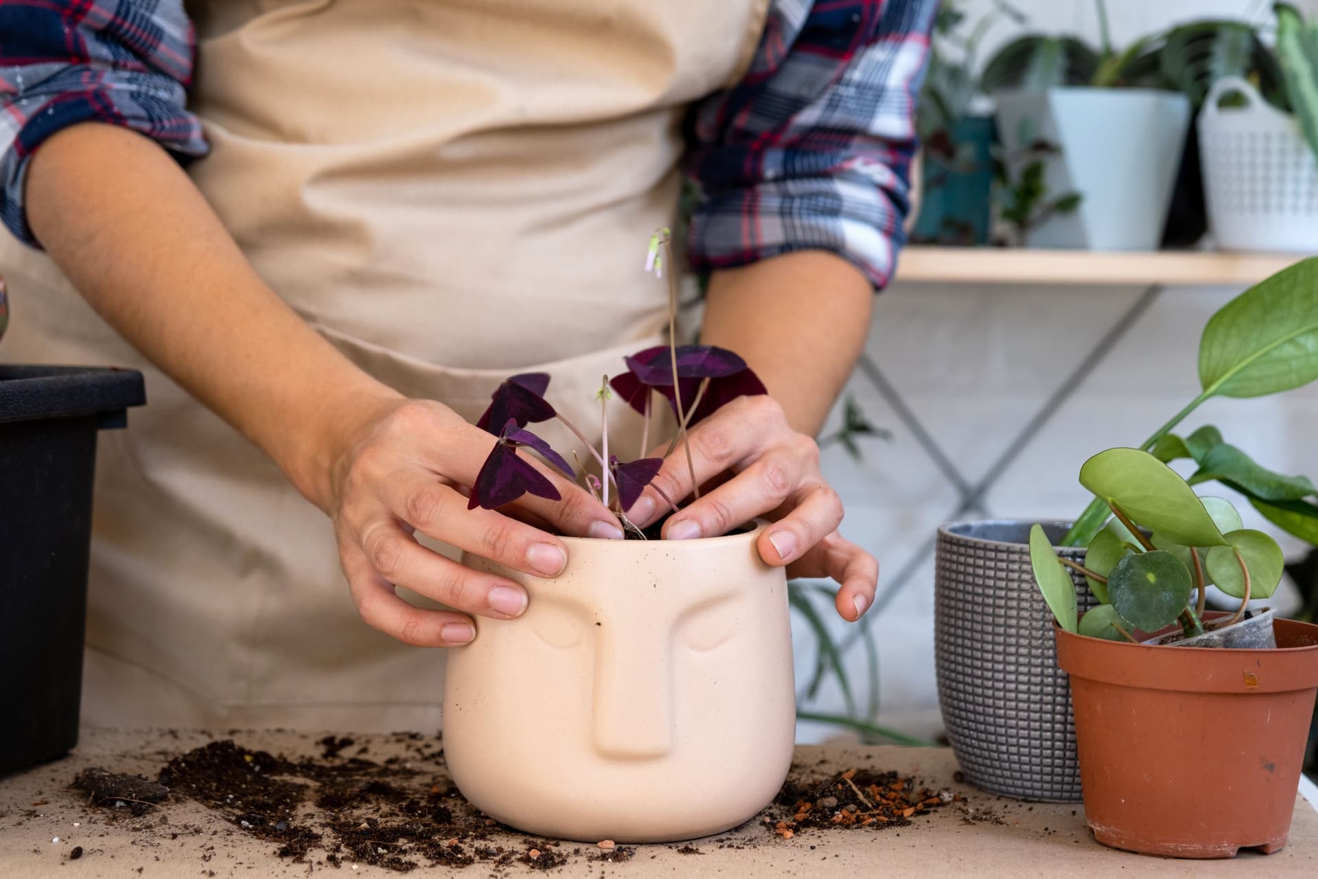 Oxalis potting