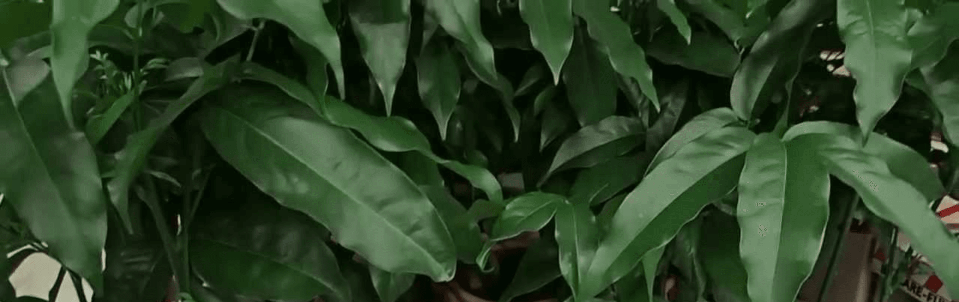 Castano leaves