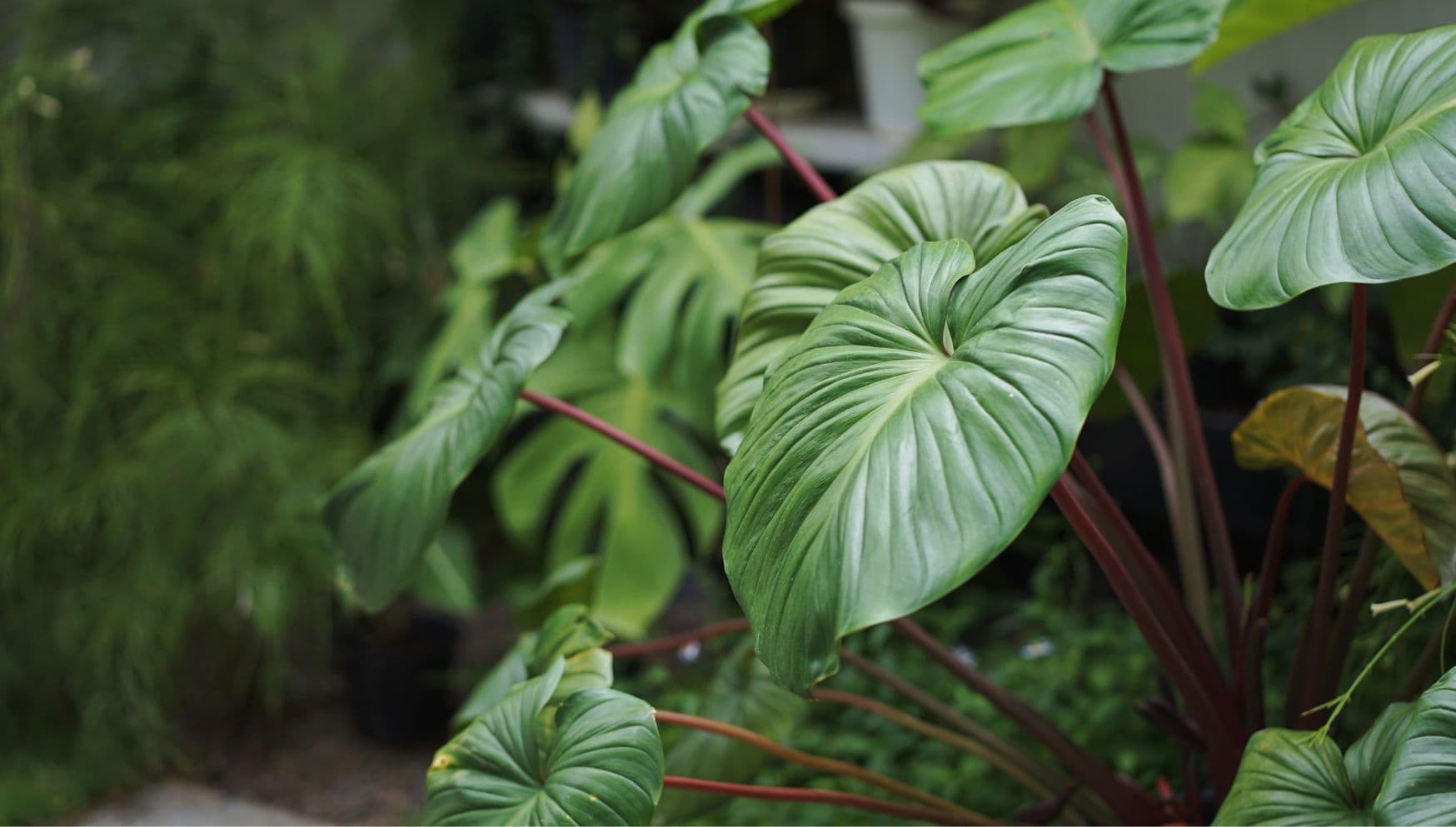 Homalomena leaves