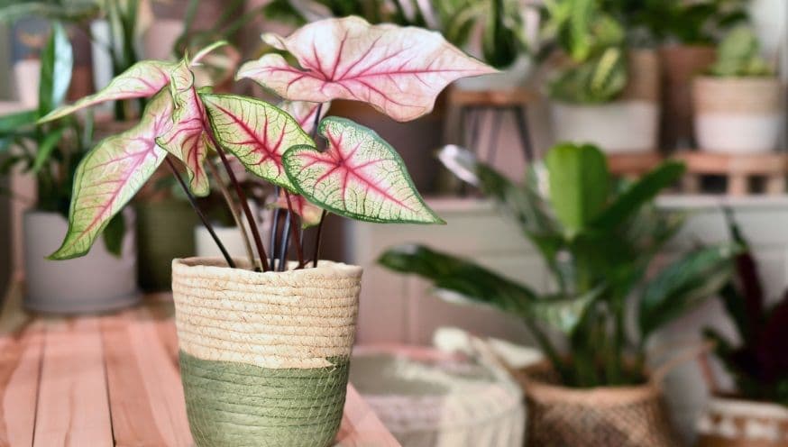 Caladium 1.jpg