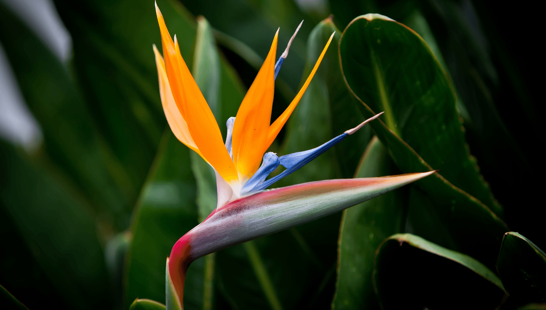 Strelitzia flower