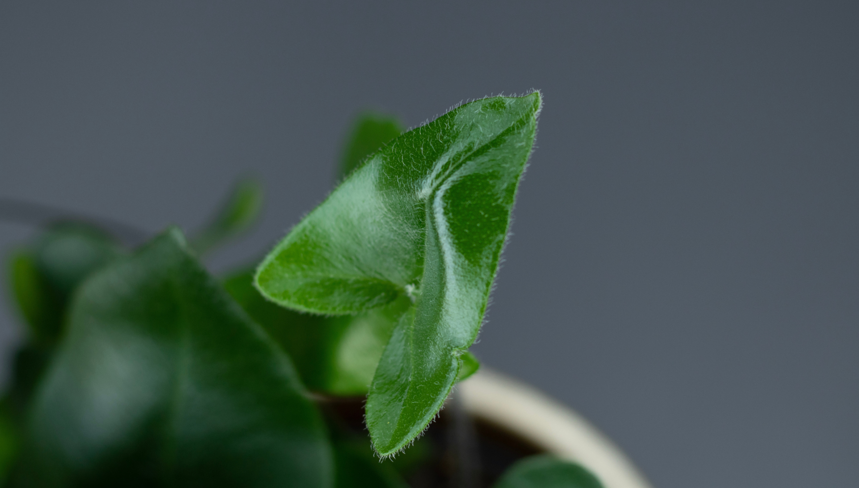 Hemionitis Arifolia leaf