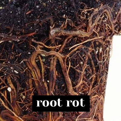 root rot