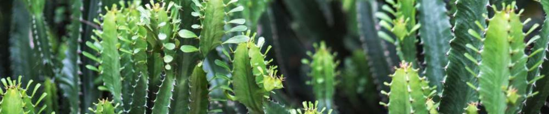 Euphorbias 