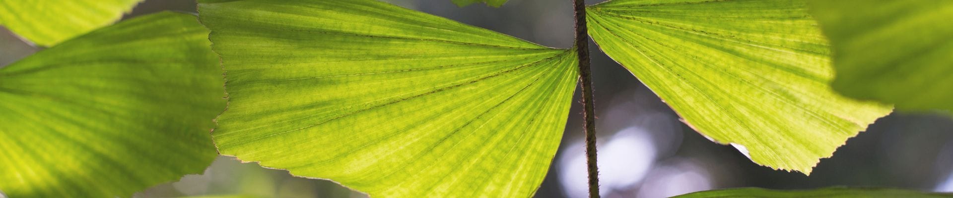 Caryota leaves