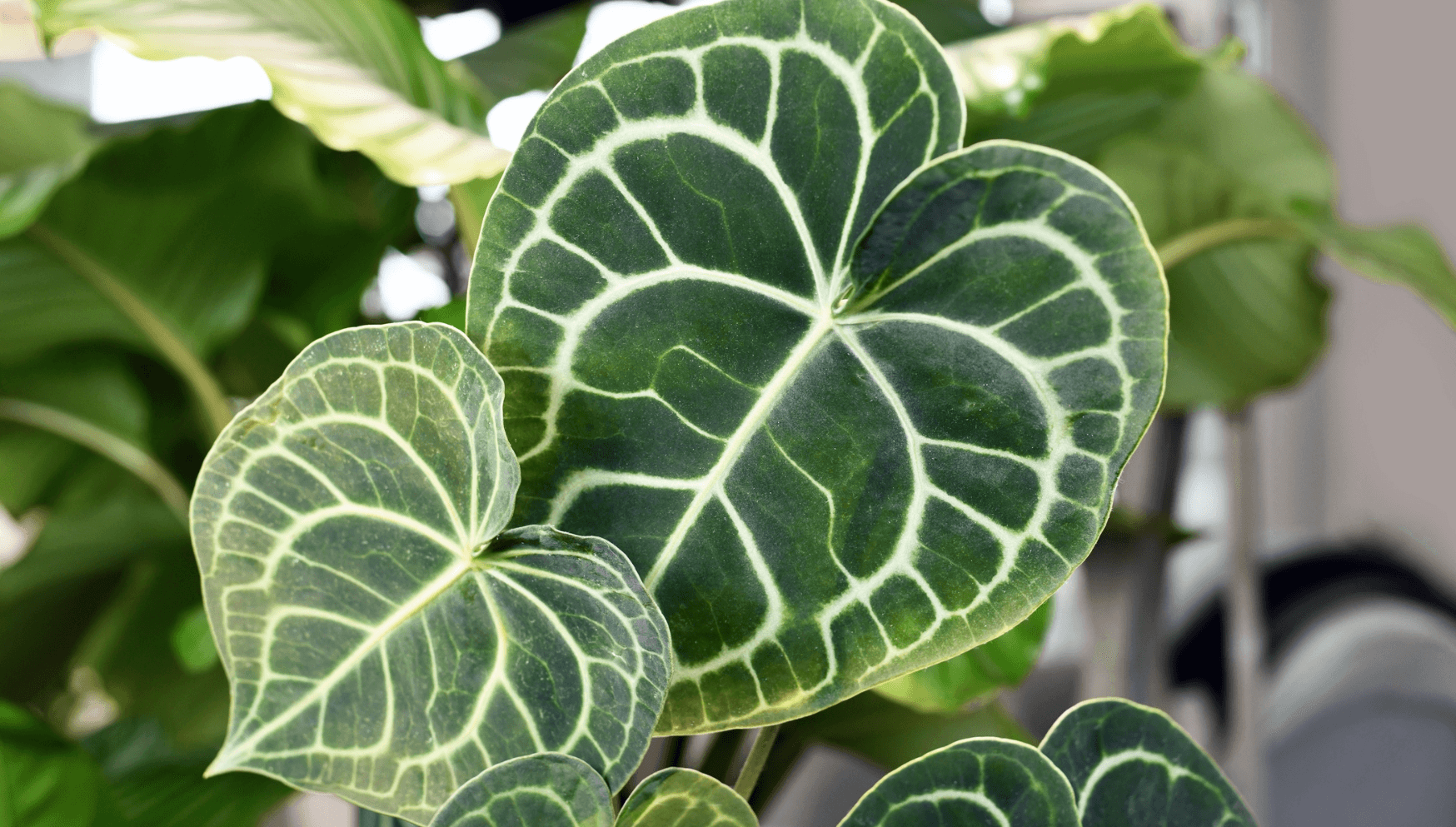 Anthurium