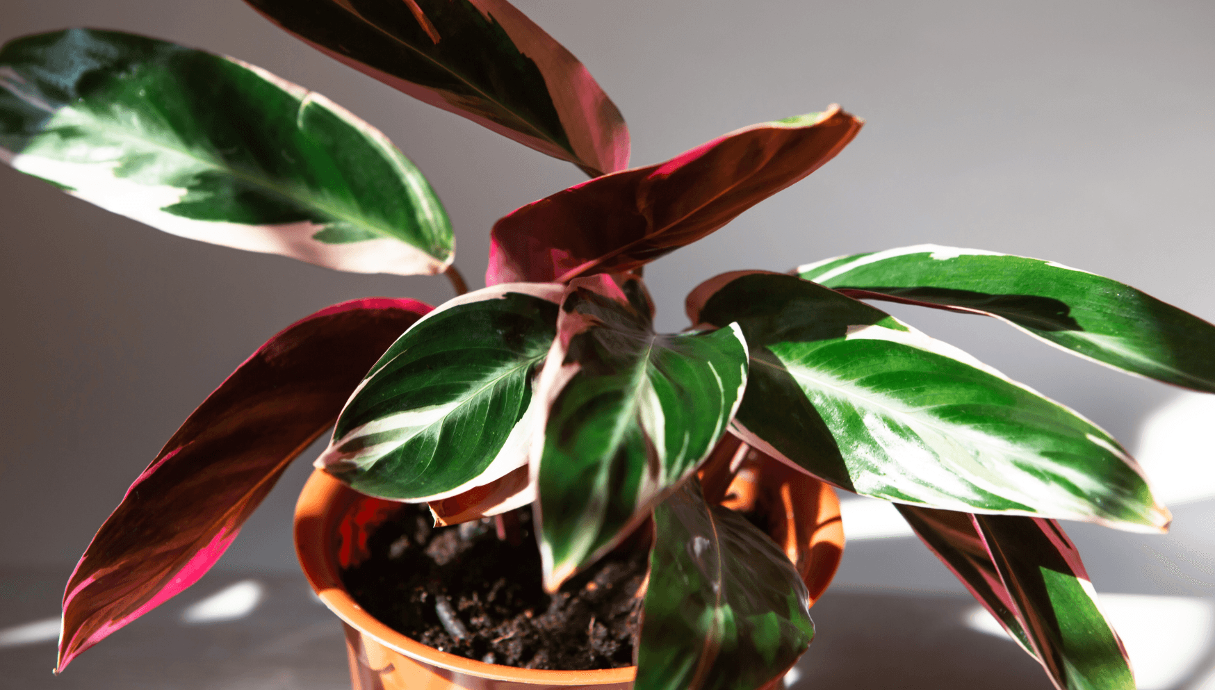 Stromanthe houseplant