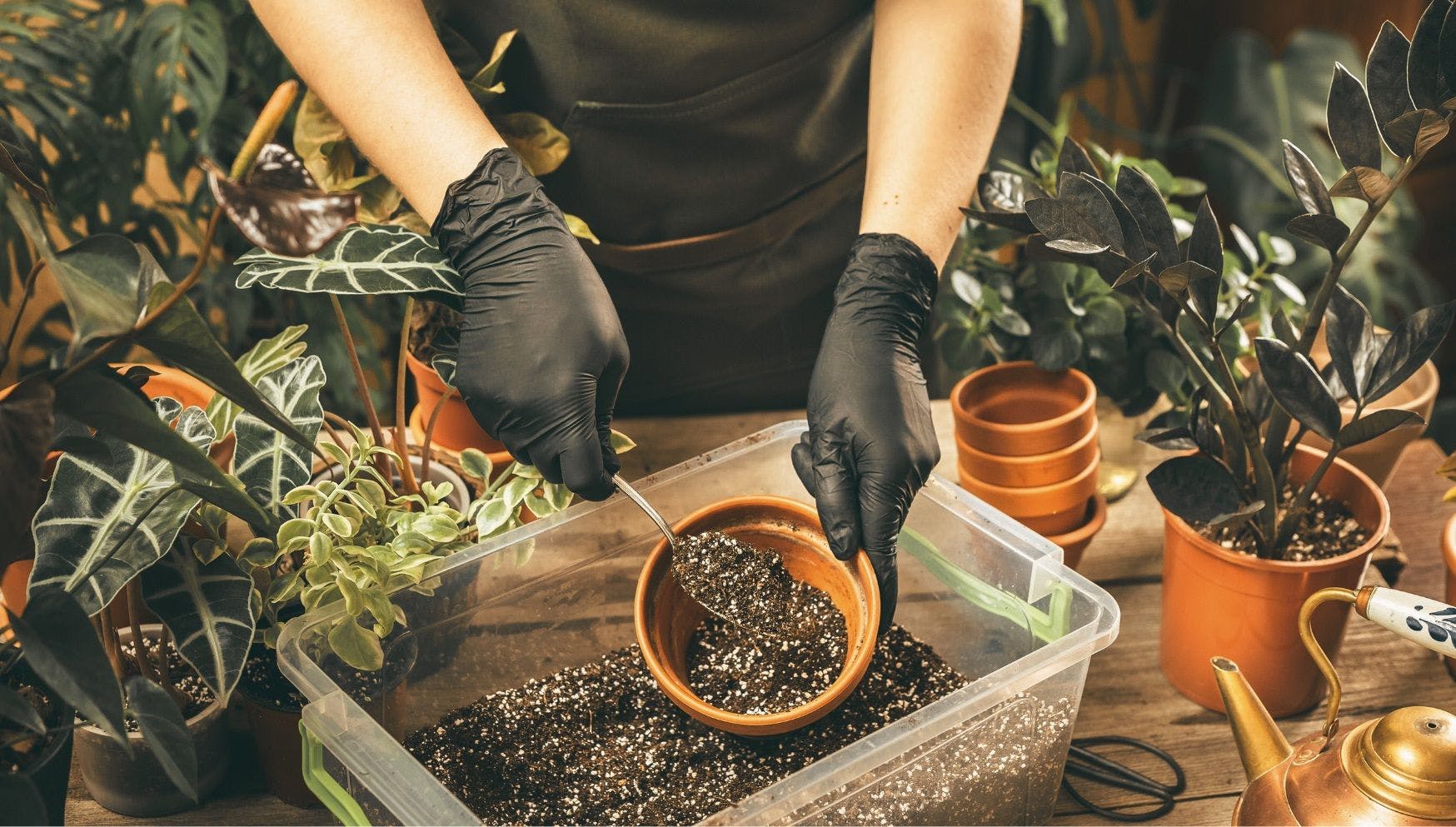 repotting plants in spring