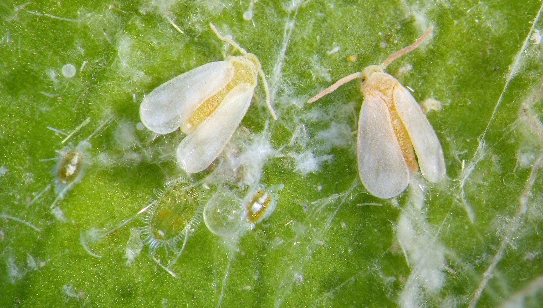 whitefly close up