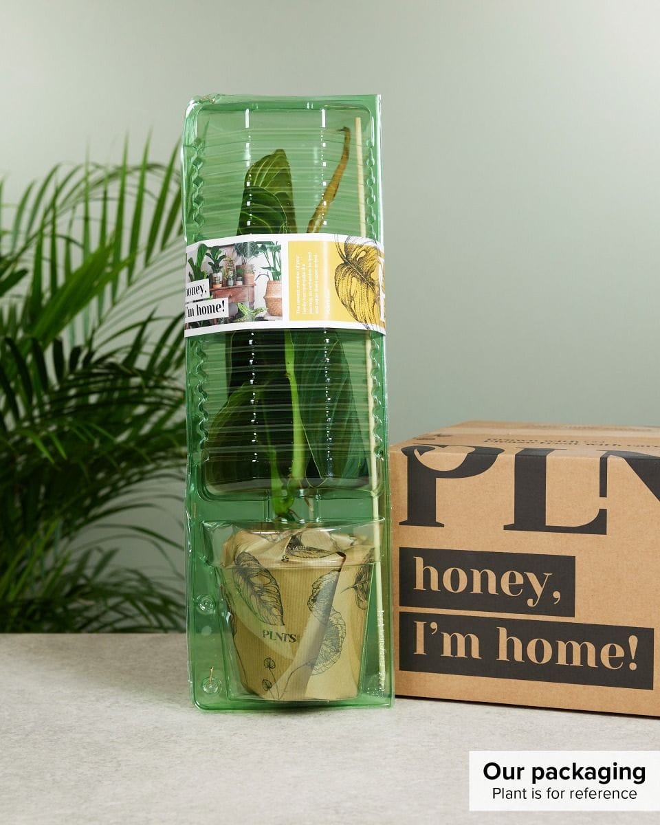 Philodendron Pink Princess