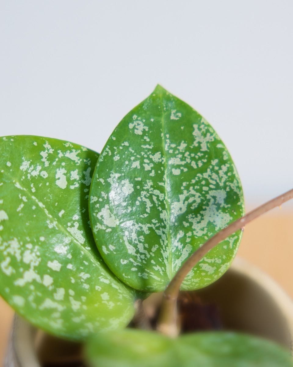Dziecko Hoya Parasitica