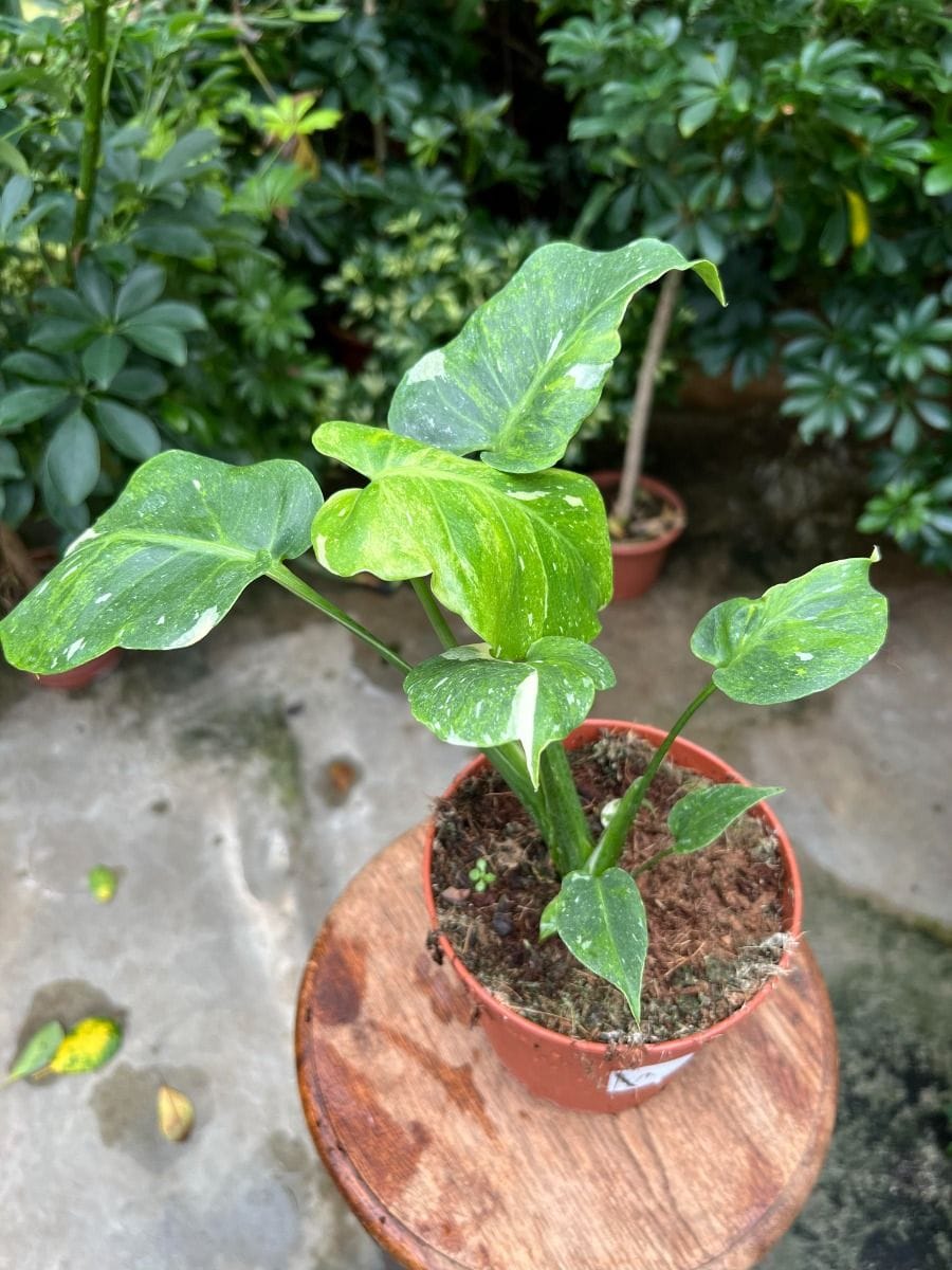 Monstera #001 - Thai Constellation Tricolor