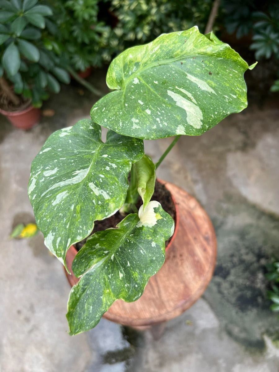 Monstera #002 - Thai Constellation Tricolor