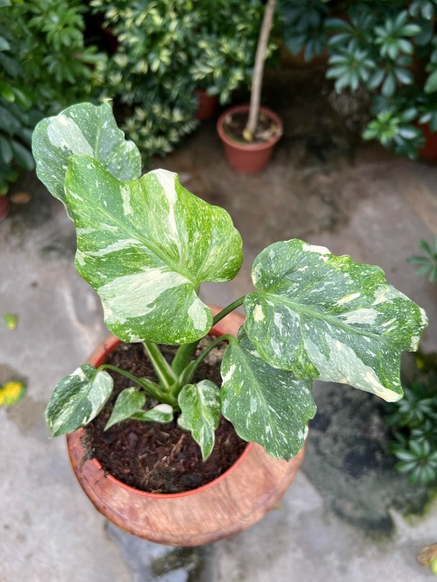 Monstera #003 - Thai Constellation Tricolor