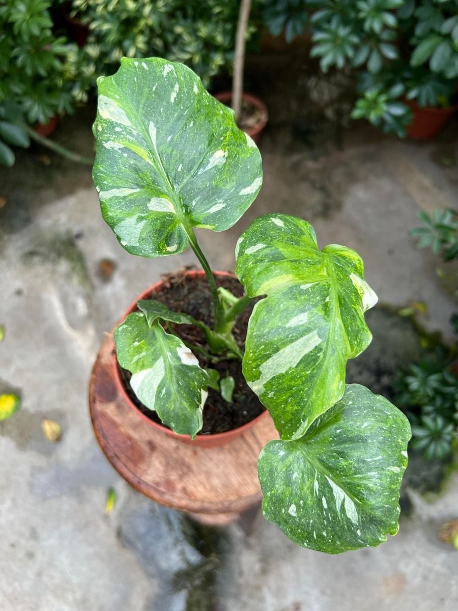 Monstera #004 - Thai Constellation Tricolor