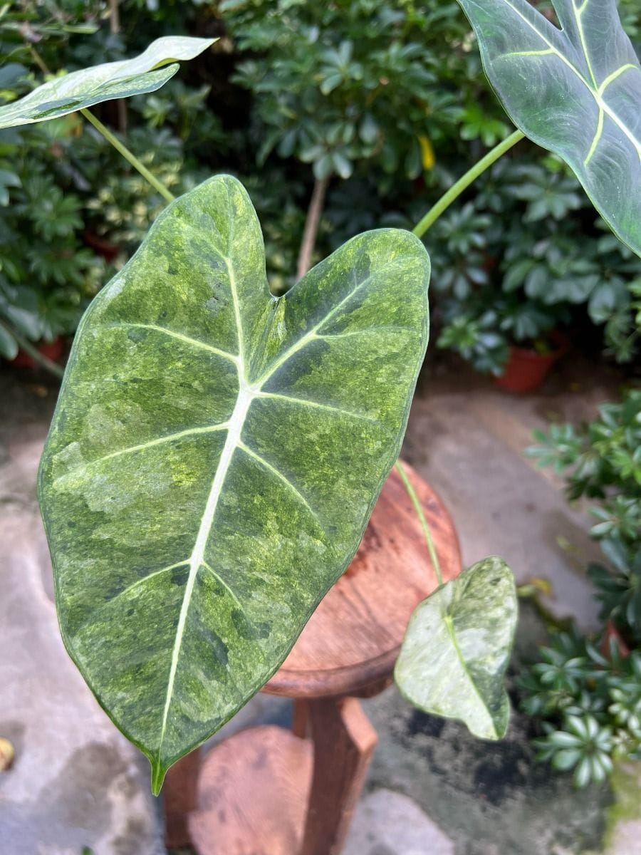 Alocasia #005 - Frydek Tricolor