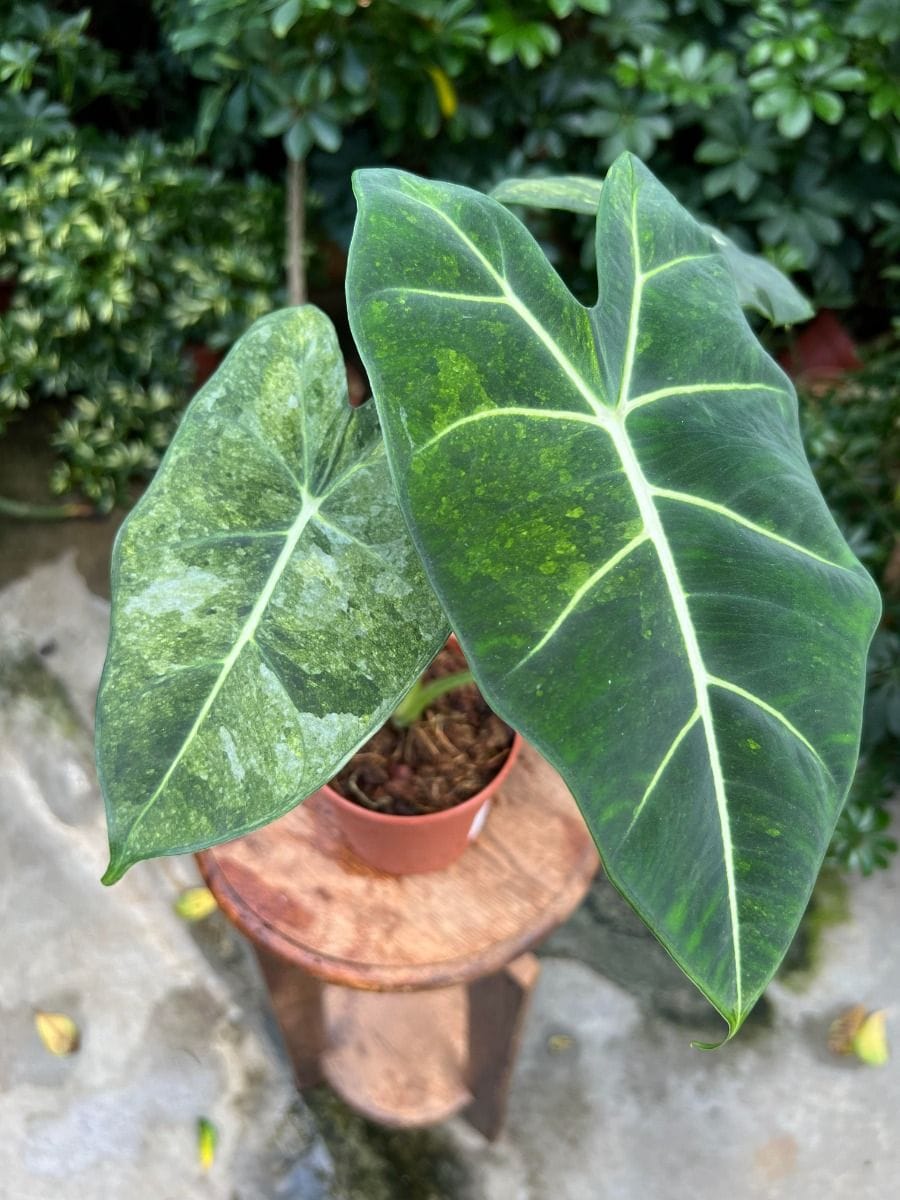 Alocasia #006 - Frydek Tricolor