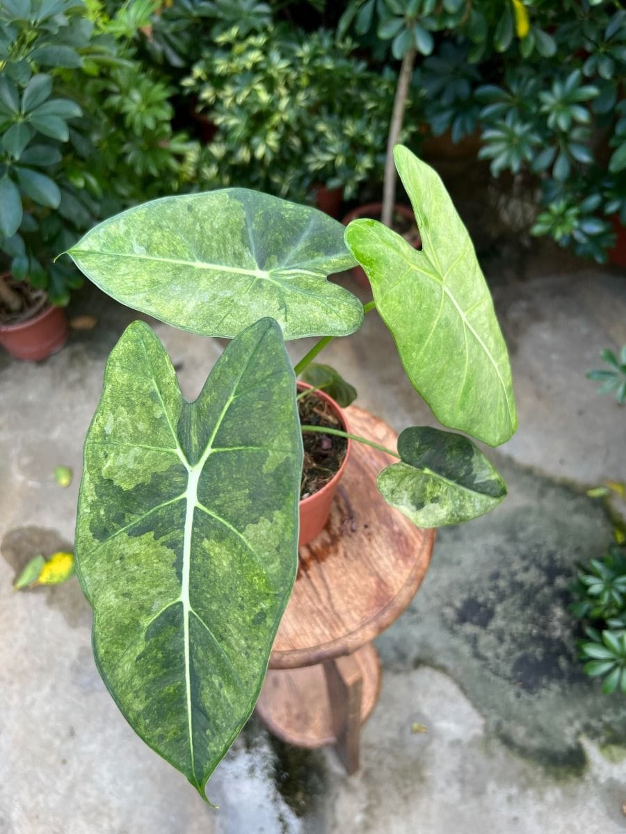 Alocasia #007 - Frydek Tricolor