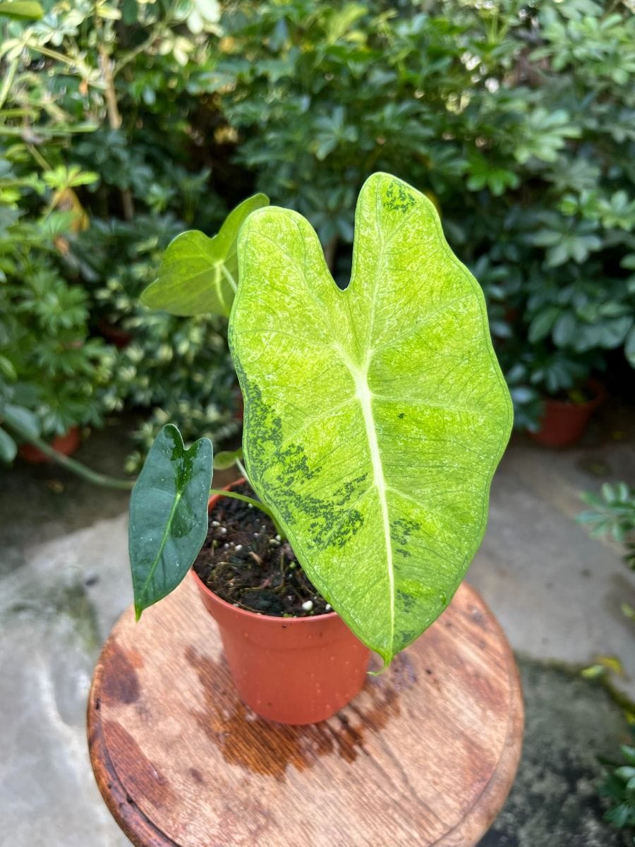 Alocasia #008 - Frydek Aurea