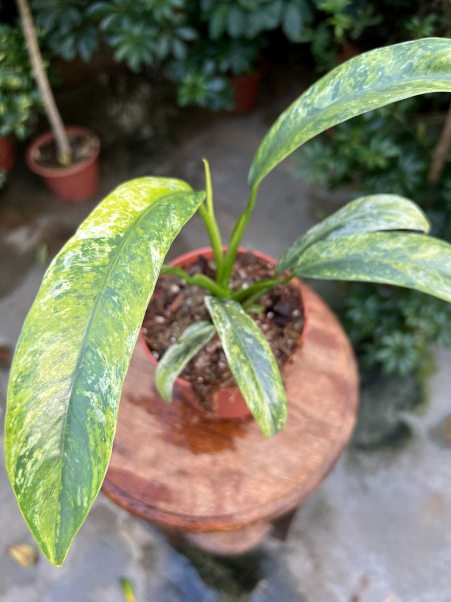 Rhaphidophora #009 - Puberula Aurea Variegata