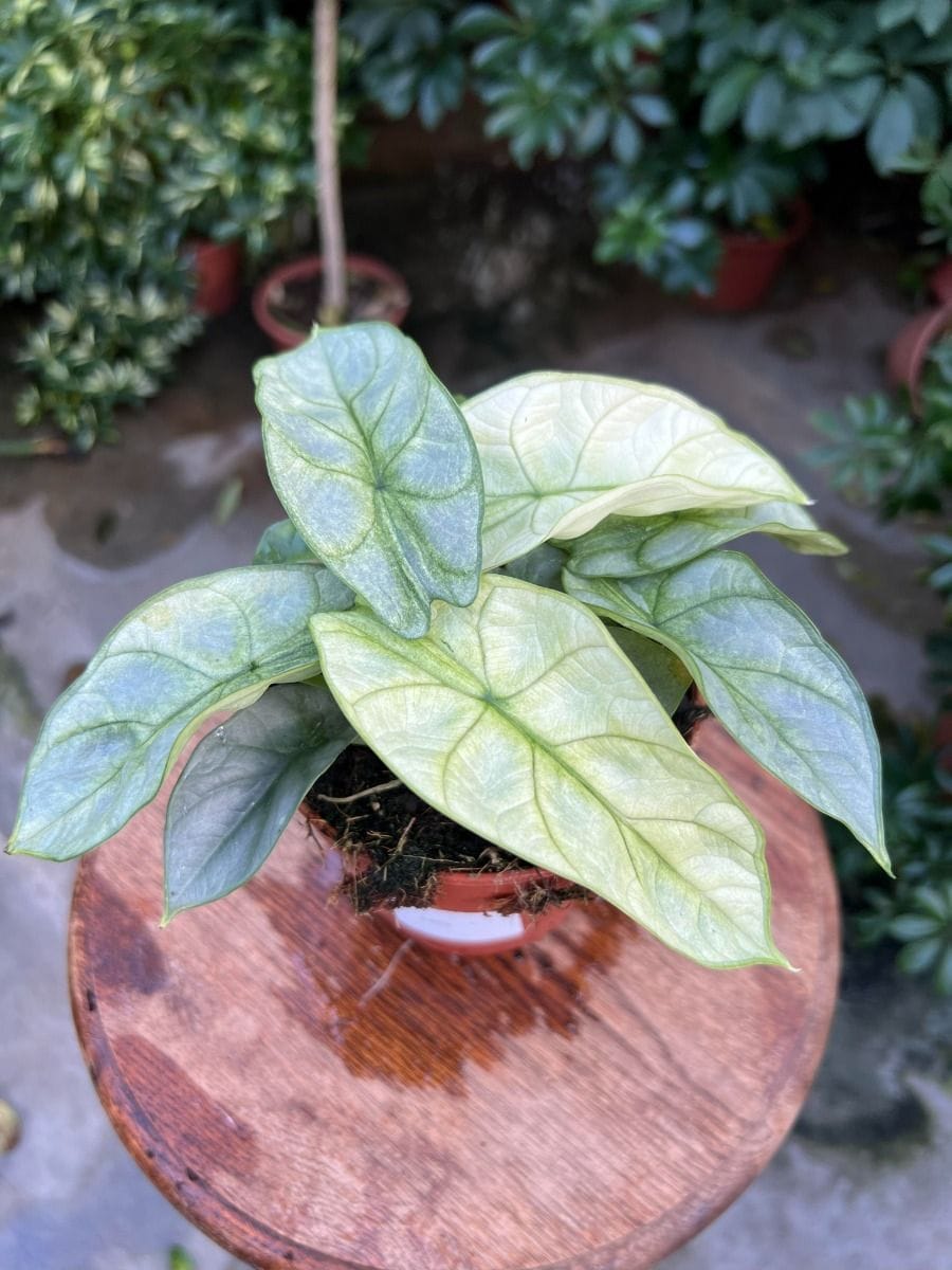 Alocasia #010 - Silver Dragon Mint