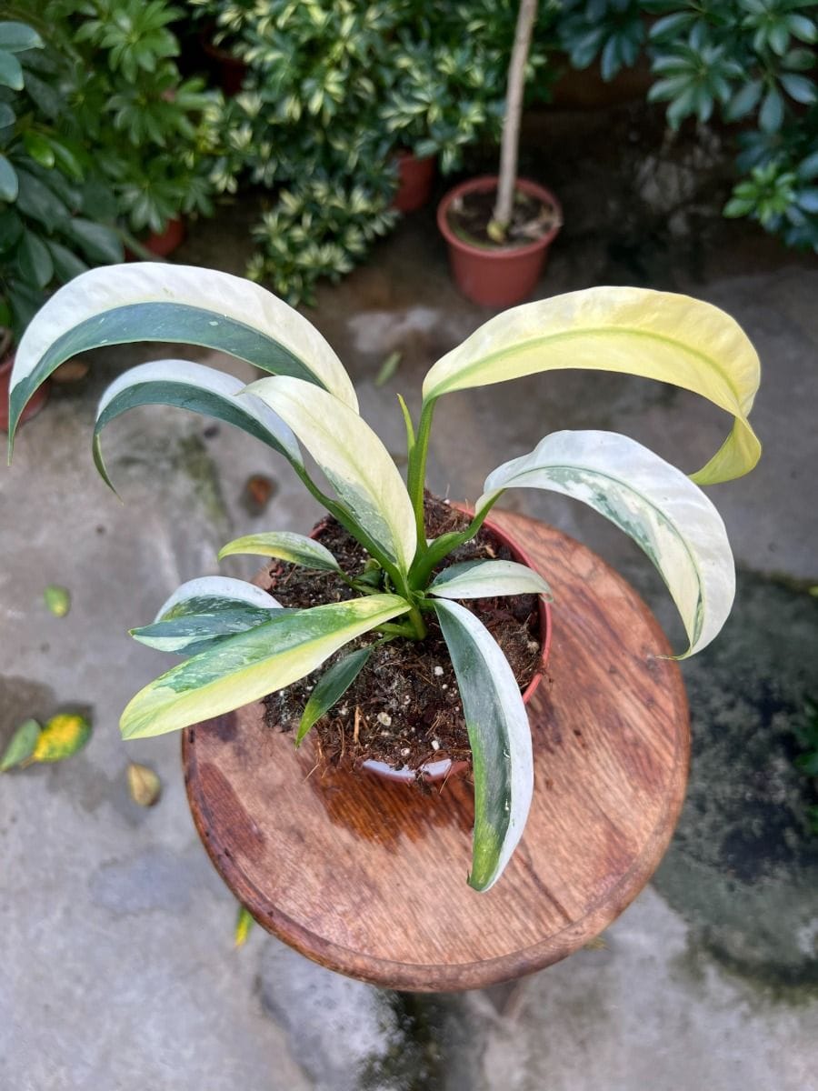 Rhaphidophora #011 - Puberula Albo Half Moon