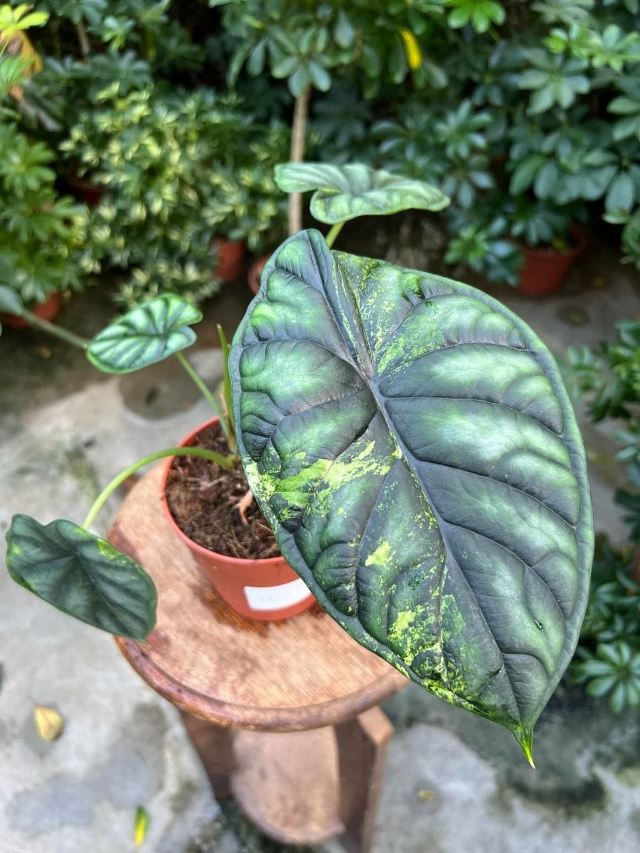 Alocasia #012 - Dragon Scale Aurea