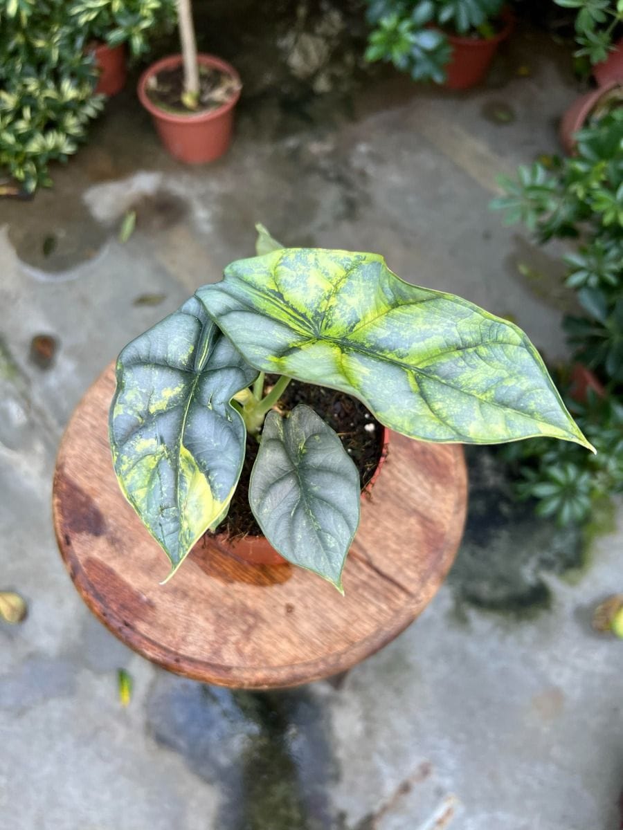 Alocasia #013 - Silver Dragon Aurea