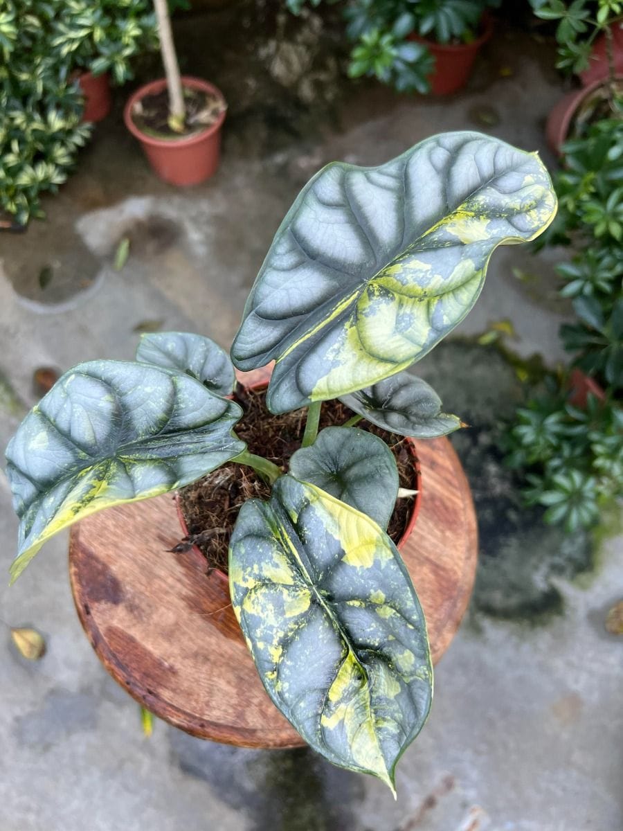 Alocasia #014 - Silver Dragon Aurea