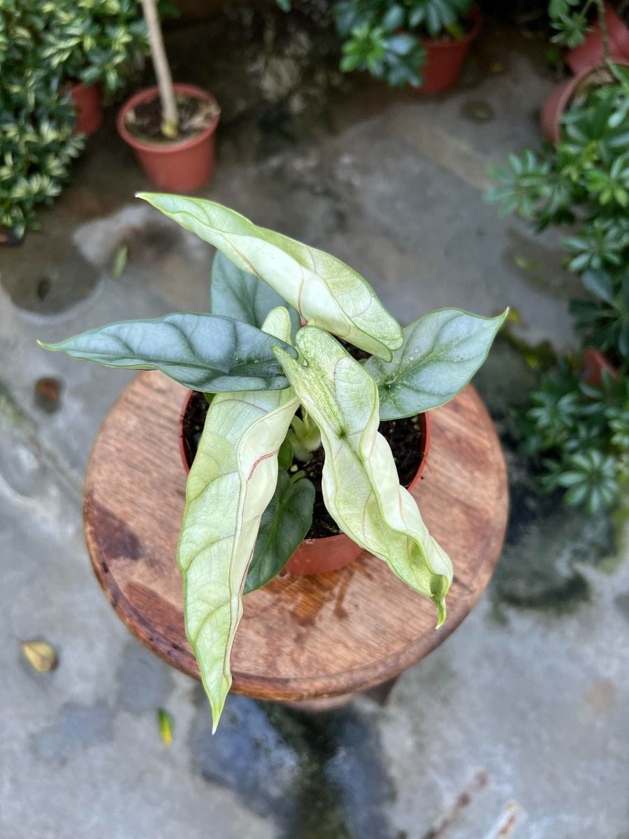 Alocasia #015 - Silver Dragon Mint