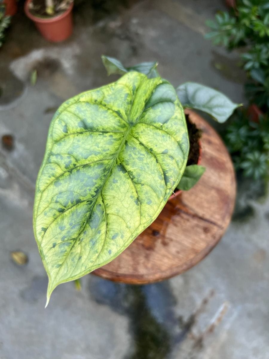 Alocasia #016 - Silver Dragon NoID