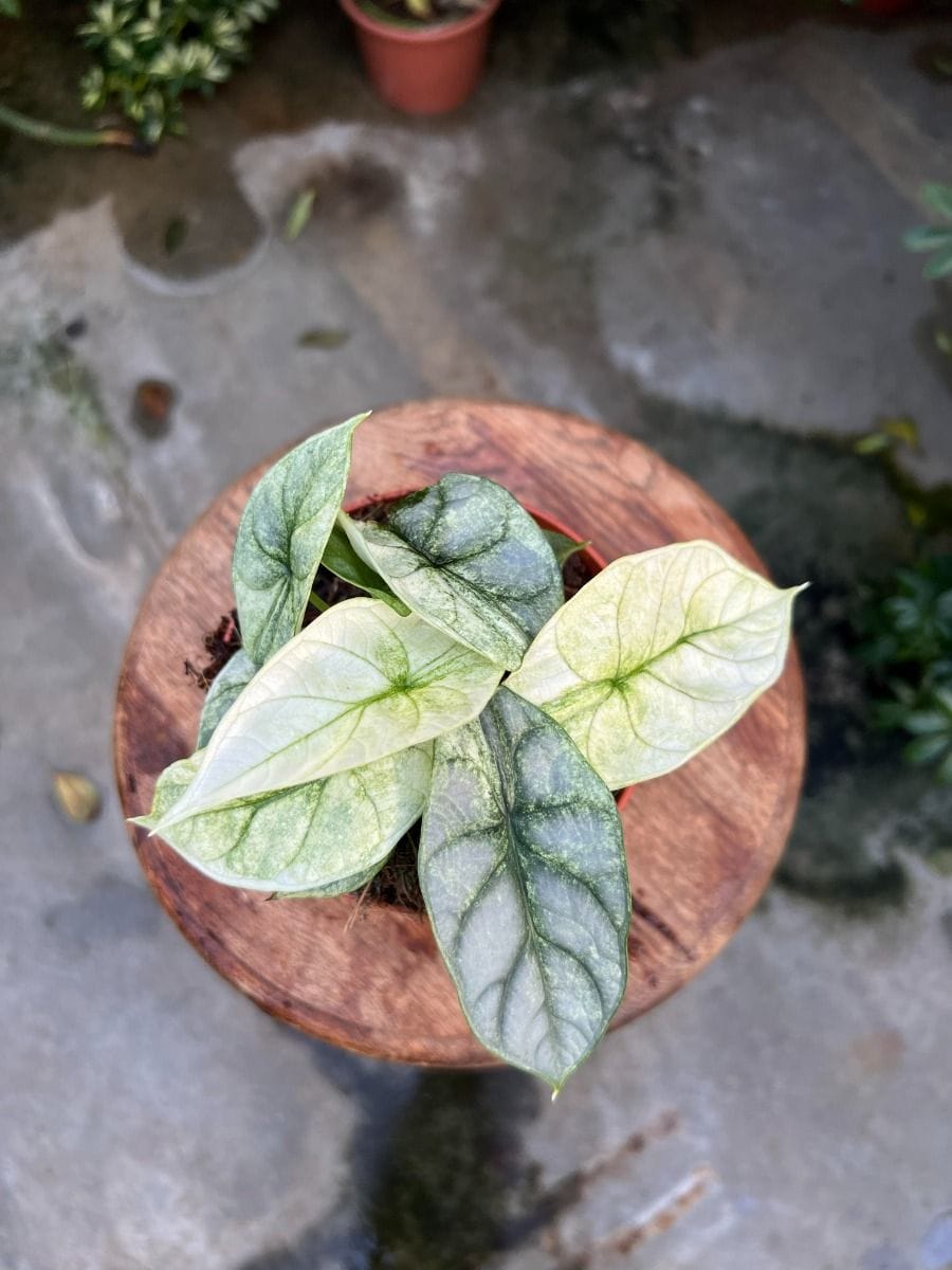 Alocasia #017 - Silver Dragon Mint