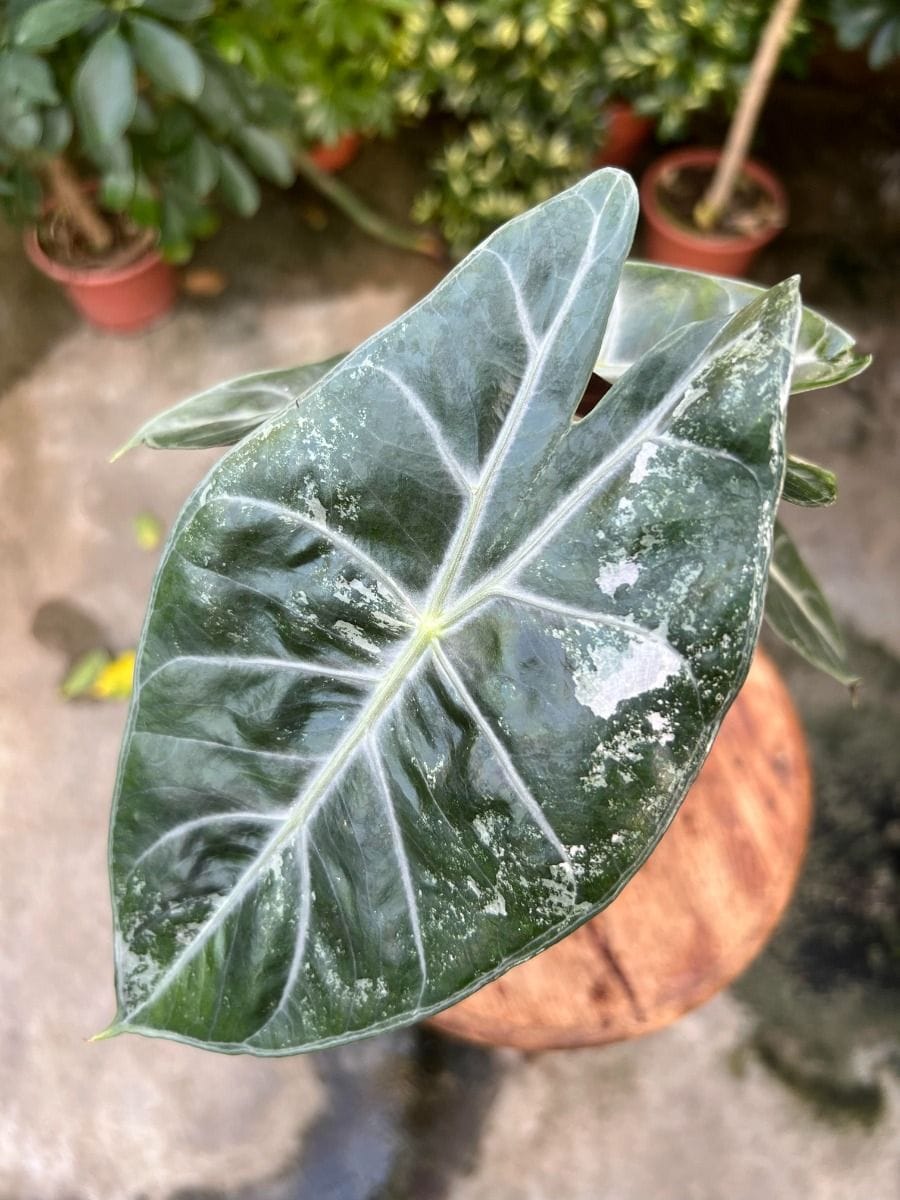 Alocasia #019 - Pink Dragon Pink Variegata