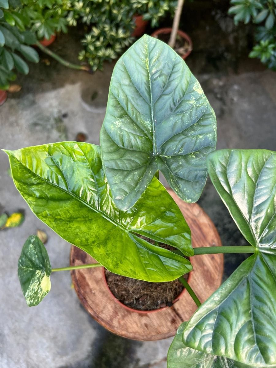 Alocasia #020 - Lukiwan Aurea