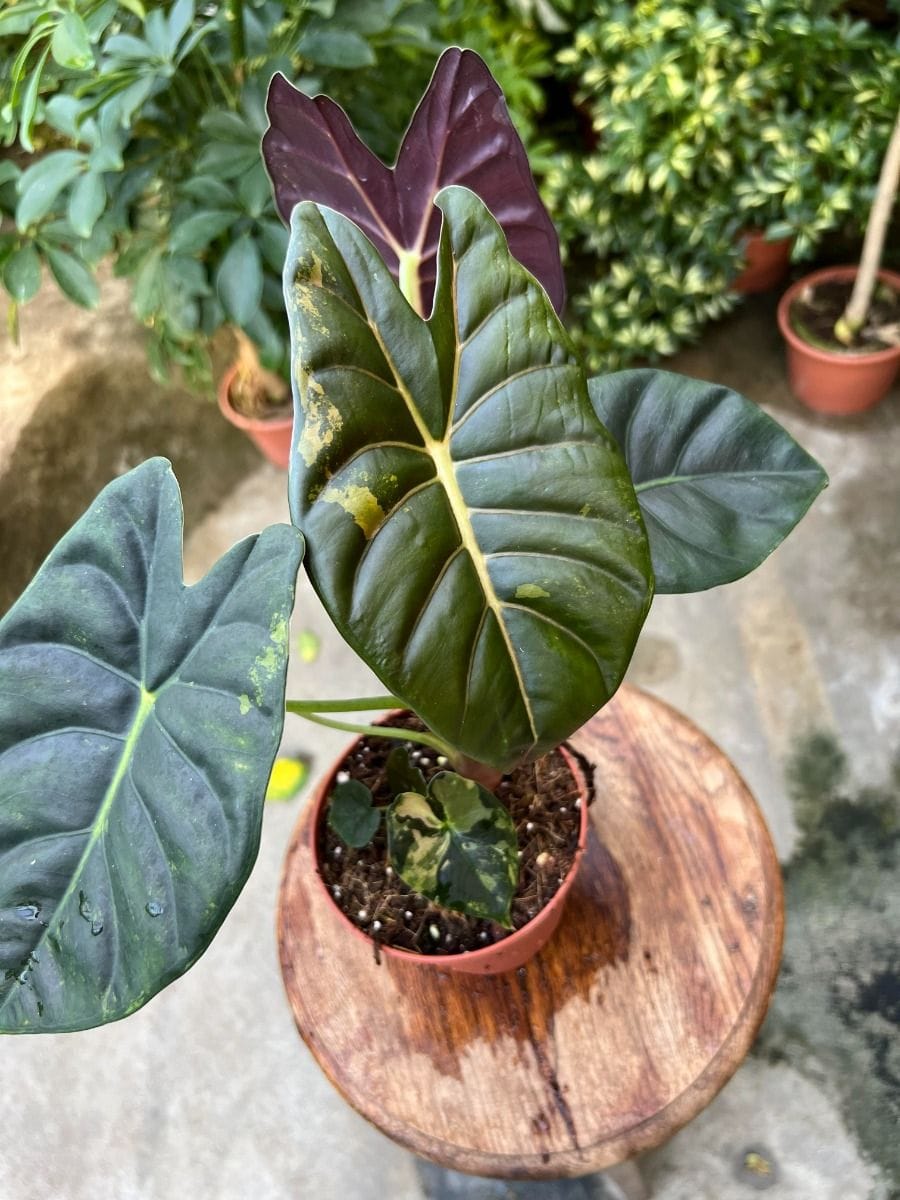 Alocasia #021 - Golden Bone Aurea
