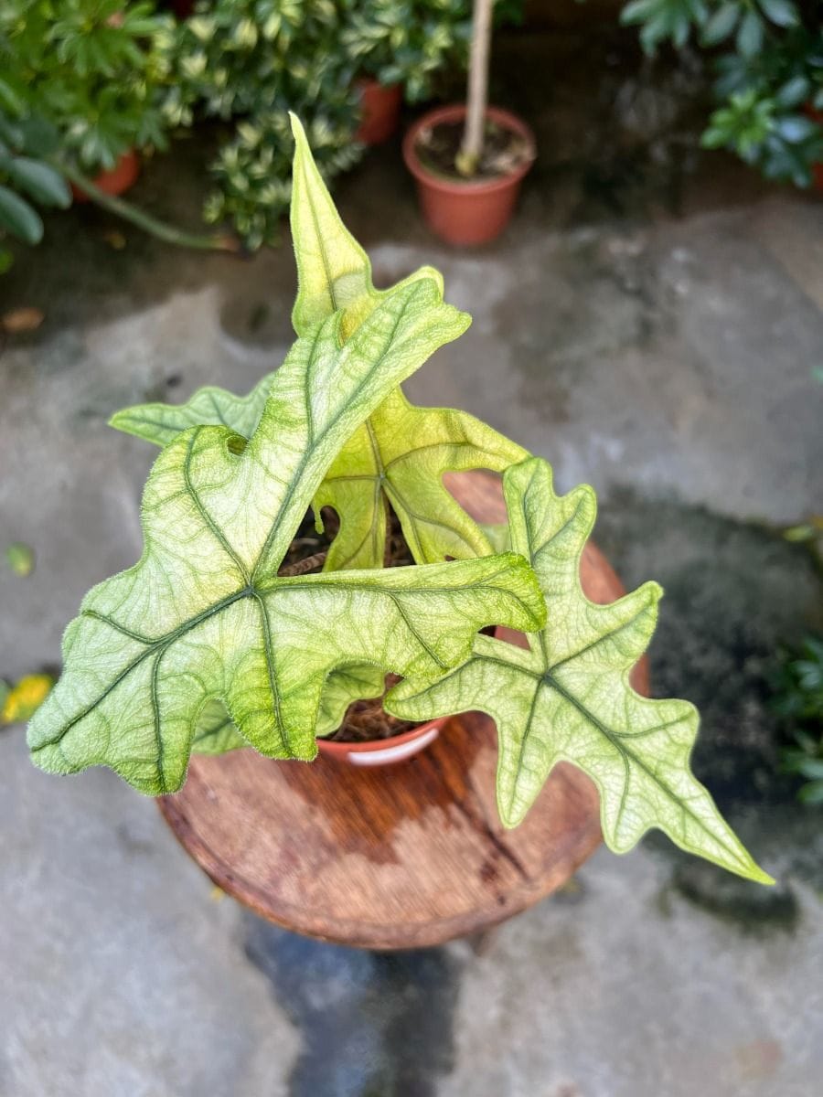 Alocasia #022 - Jacklyn Ghost Mint