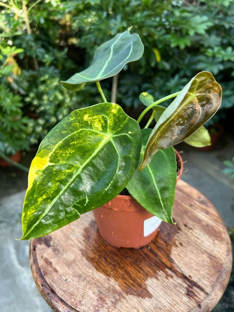 Anthurium #023 - Forgetii x Nigrolaminum Gigi Aurea