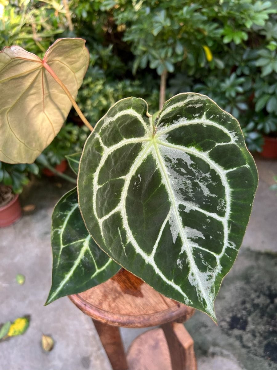Anthurium #024 - Crystallinum x Regale Variegata