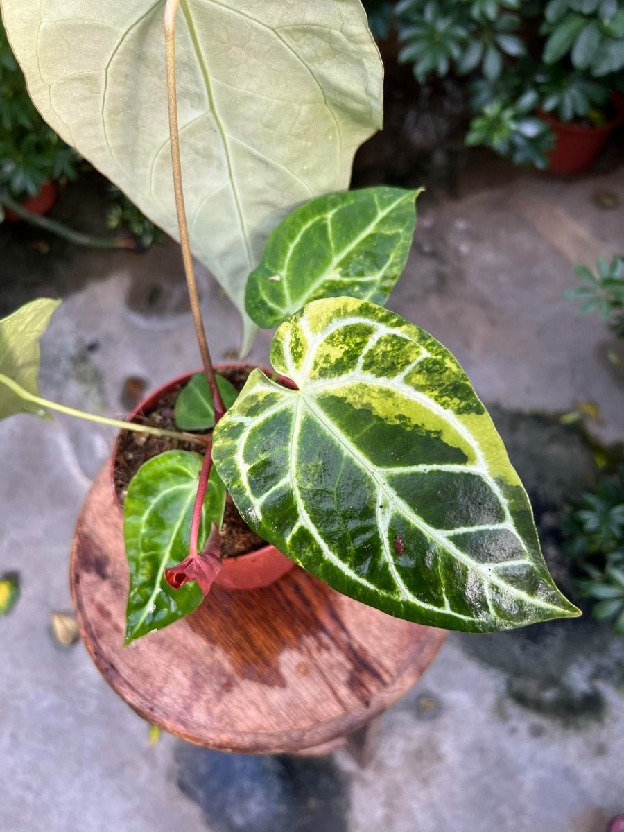 Anthurium #025 - Regale Aurea