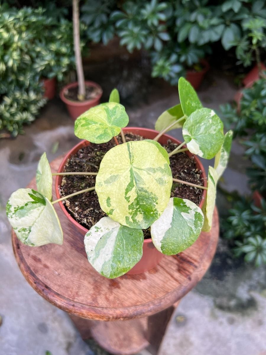 Pilea #026 - Sugar Variegata