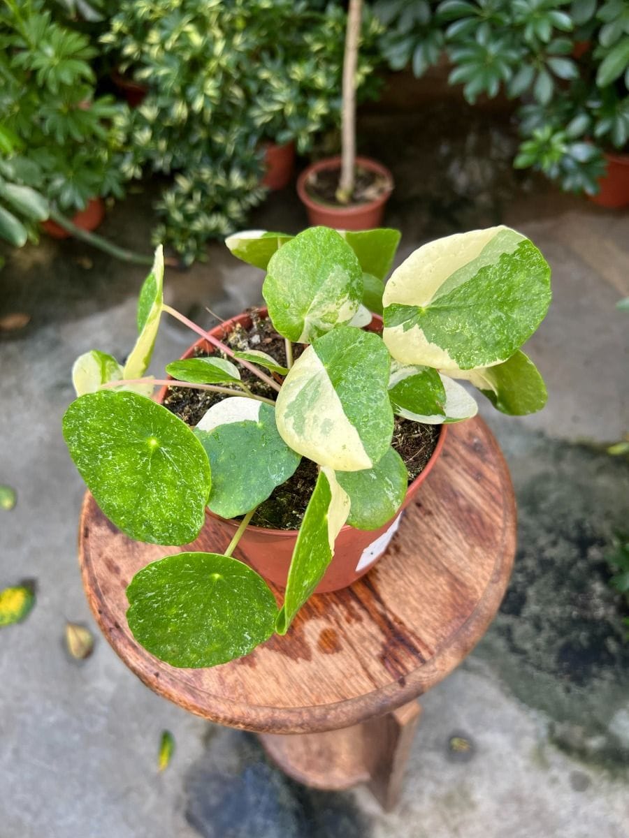 Pilea #027 - Sugar Variegata