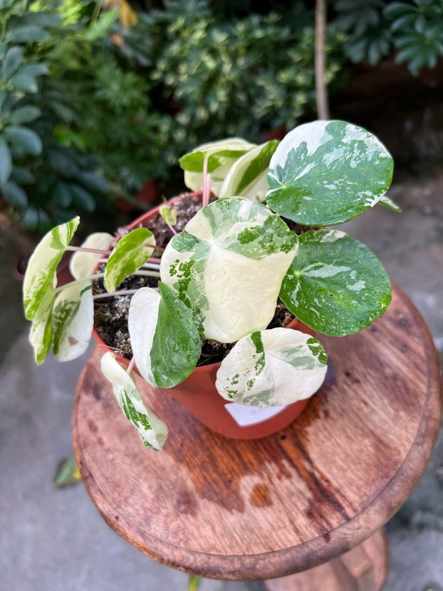 Pilea #028 - Sugar Variegata
