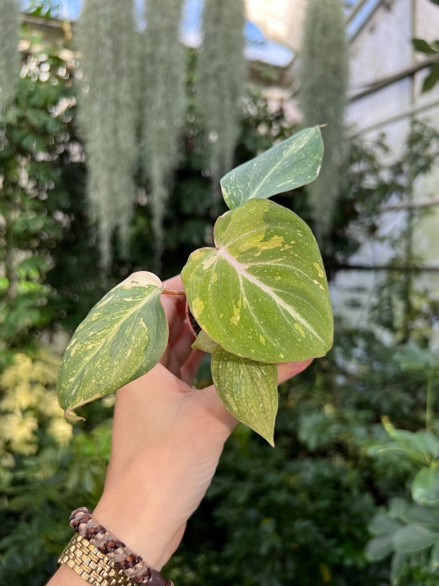 Baby Philodendron #029 - Baby Gloriosum Variegata