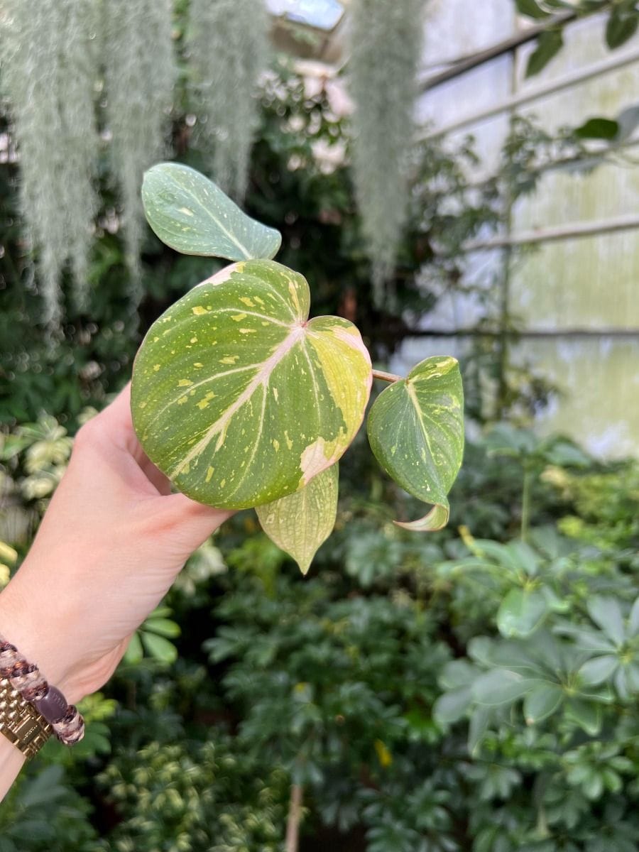 Baby Philodendron #030 - Baby Gloriosum Variegata
