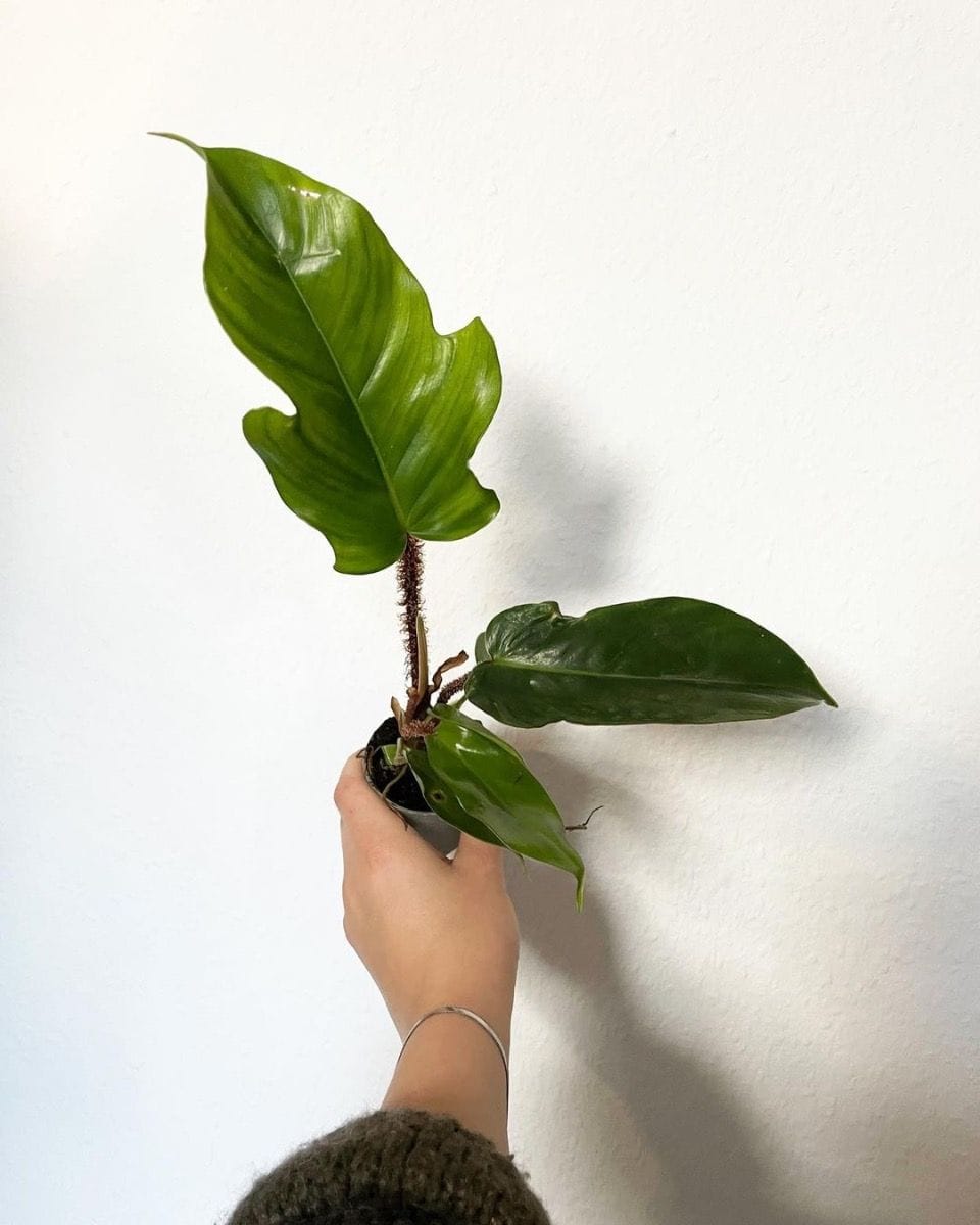 Bebé Philodendron Squamiferum