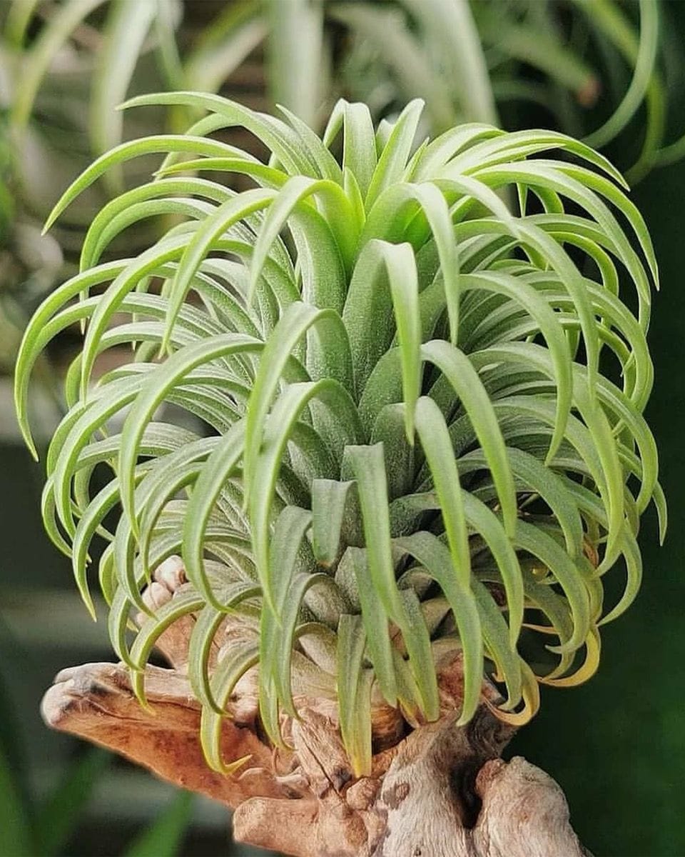 Baby Tillandsia Air plant Ionantha
