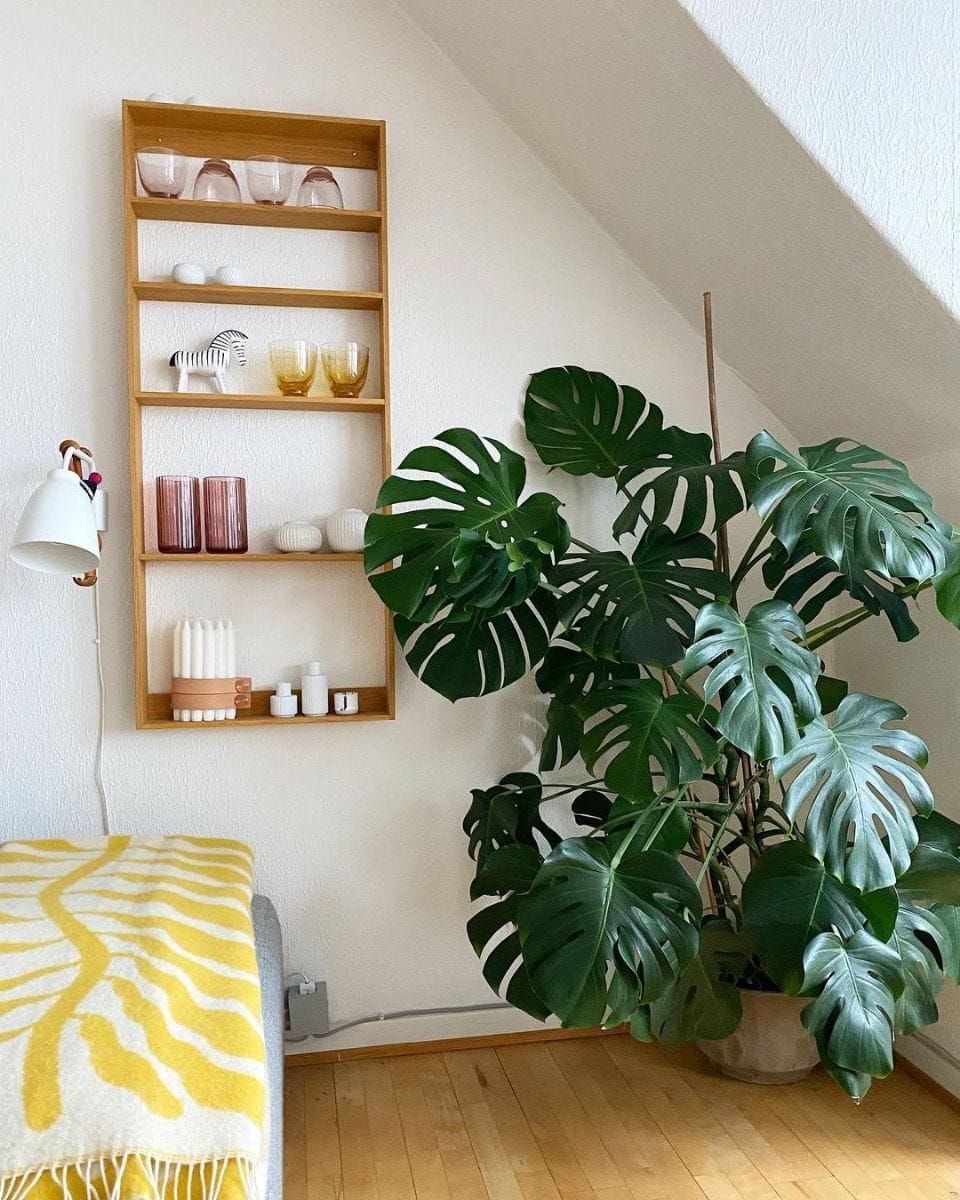 Monstera Deliciosa Split leaf philodendron Swiss Cheese Plant